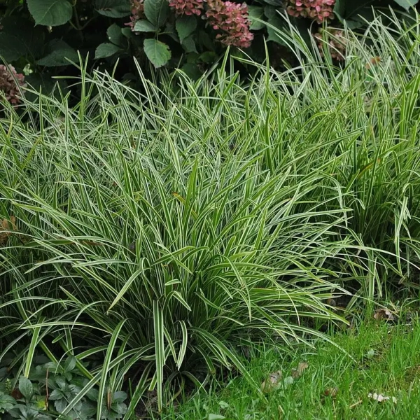 Turzyca Ice Dance – Carex morrowii, trawa ozdobna